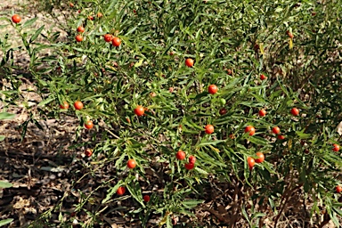 APII jpeg image of Solanum pseudocapsicum  © contact APII