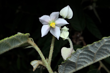 APII jpeg image of Seringia denticulata  © contact APII