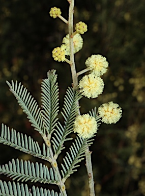 APII jpeg image of Acacia deanei subsp. deanei  © contact APII