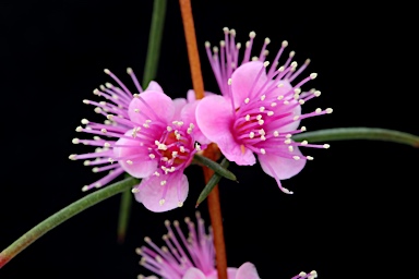 APII jpeg image of Hypocalymma angustifolium subsp. angustifolium  © contact APII