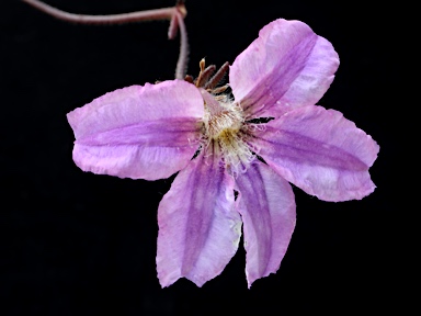 APII jpeg image of Scaevola ramosissima  © contact APII