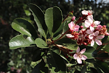 APII jpeg image of Escallonia rockii 'Fretheyi'  © contact APII