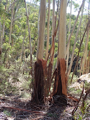 APII jpeg image of Eucalyptus oreades  © contact APII