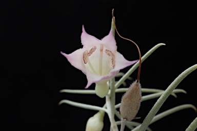 APII jpeg image of Eremophila dalyana  © contact APII