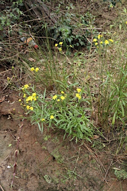 APII jpeg image of Senecio madagascariensis  © contact APII