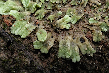 APII jpeg image of Riccia papulosa  © contact APII