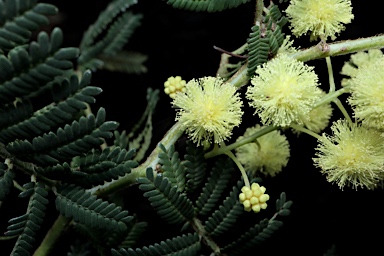 APII jpeg image of Acacia oshanesii  © contact APII