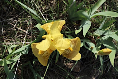 APII jpeg image of Iris germanica  © contact APII