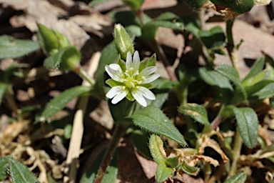 APII jpeg image of Cerastium vulgare  © contact APII