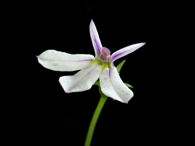 APII jpeg image of Lobelia purpurascens  © contact APII