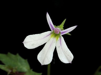 APII jpeg image of Lobelia purpurascens  © contact APII