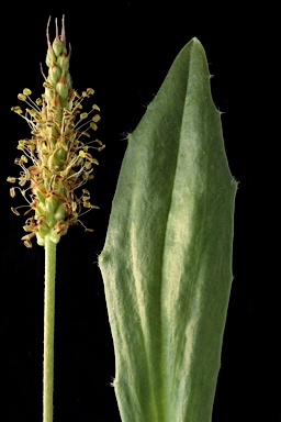 APII jpeg image of Plantago daltonii  © contact APII