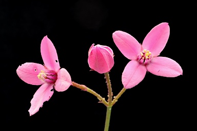 APII jpeg image of Boronia dichotoma  © contact APII