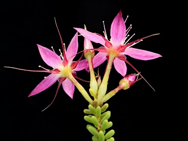 APII jpeg image of Calytrix desolata  © contact APII