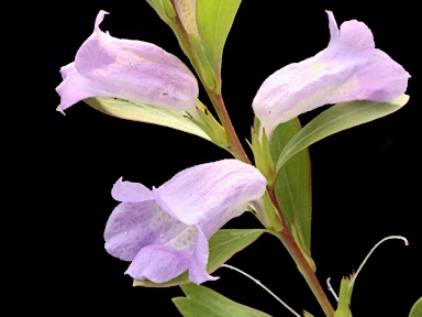 APII jpeg image of Eremophila christophori  © contact APII