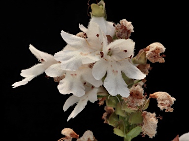 APII jpeg image of Prostanthera sp. Wollomombi Gorge (J.B.Williams NE73839) I.Telford  © contact APII