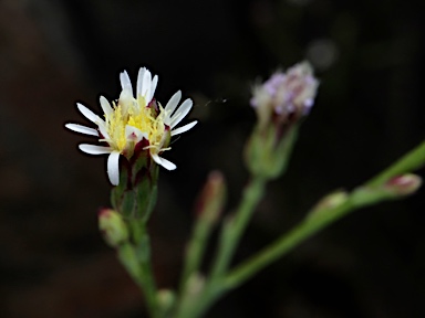 APII jpeg image of Symphyotrichum subulatum  © contact APII