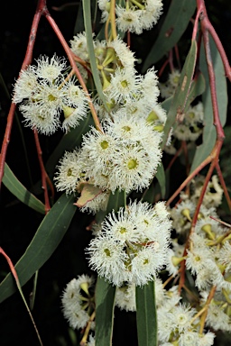 APII jpeg image of Eucalyptus rossii  © contact APII