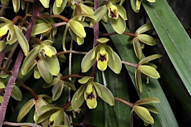 APII jpeg image of Cymbidium suave  © contact APII