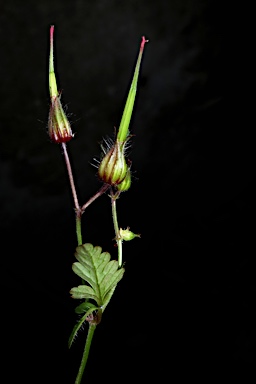 APII jpeg image of Geranium purpureum  © contact APII