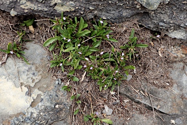 APII jpeg image of Lobelia anceps  © contact APII