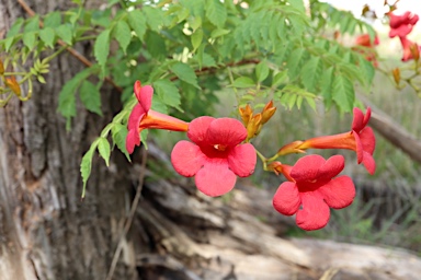 APII jpeg image of Campsis radicans  © contact APII