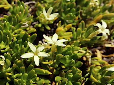 APII jpeg image of Stackhousia pulvinaris  © contact APII