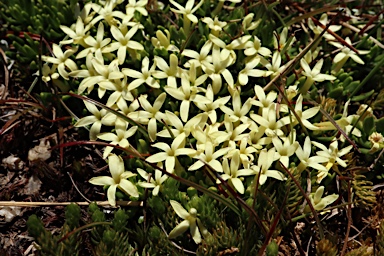 APII jpeg image of Stackhousia pulvinaris  © contact APII