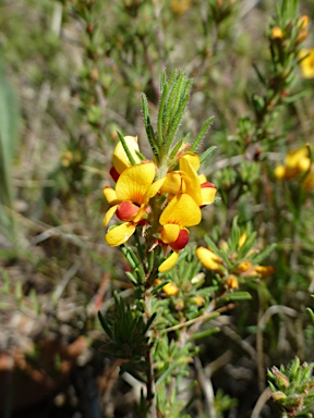 APII jpeg image of Pultenaea laxiflora  © contact APII