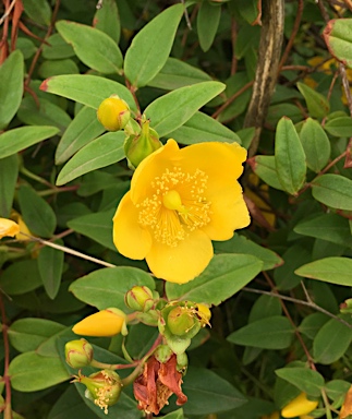 APII jpeg image of Hypericum patulum  © contact APII