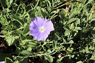 APII jpeg image of Convolvulus sabatius  © contact APII