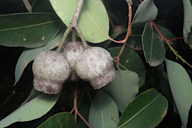 APII jpeg image of Corymbia calophylla  © contact APII