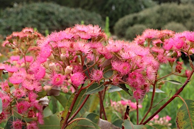 APII jpeg image of Corymbia ficifolia 'Little Sweetie'  © contact APII