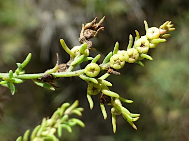 APII jpeg image of Maireana microphylla  © contact APII