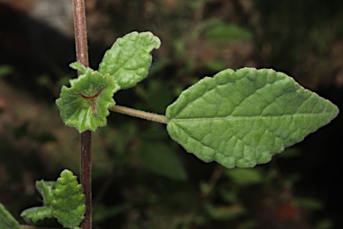 APII jpeg image of Acalypha capillipes  © contact APII