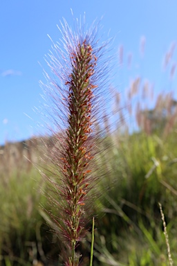 APII jpeg image of Cenchrus purpurascens  © contact APII