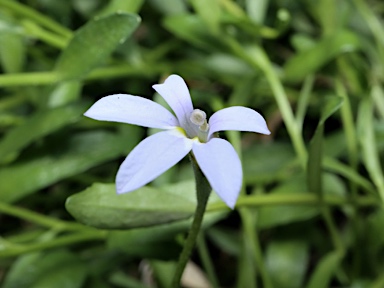 APII jpeg image of Lobelia pratioides  © contact APII