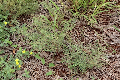 APII jpeg image of Euphorbia biconvexa  © contact APII