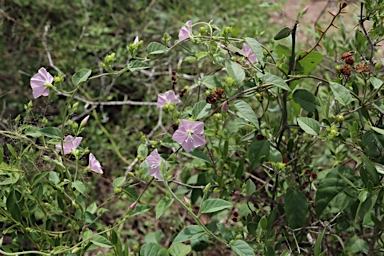 APII jpeg image of Jacquemontia paniculata  © contact APII