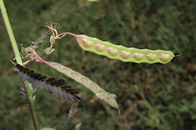 APII jpeg image of Aeschynomene indica  © contact APII