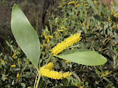 APII jpeg image of Acacia umbellata  © contact APII