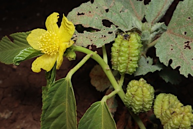 APII jpeg image of Corchorus pascuorum  © contact APII