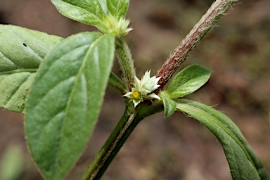 APII jpeg image of Alternanthera ficoidea  © contact APII