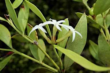 APII jpeg image of Carissa lanceolatum  © contact APII