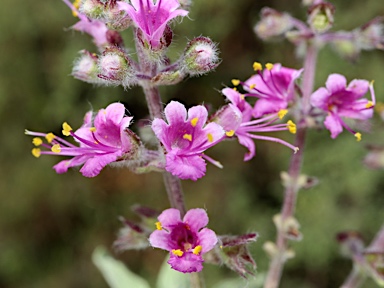 APII jpeg image of Ocimum caryophyllinum  © contact APII