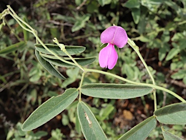 APII jpeg image of Galactia tenuiflora  © contact APII