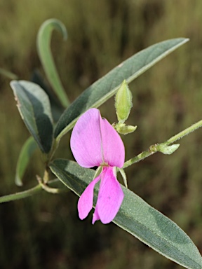 APII jpeg image of Galactia tenuiflora  © contact APII