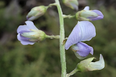 APII jpeg image of Crotalaria verrucosa  © contact APII