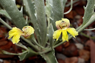 APII jpeg image of Goodenia mueckeana  © contact APII