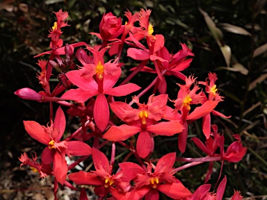 APII jpeg image of Epidendrum elongatum  © contact APII